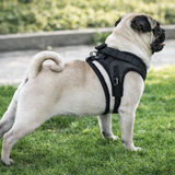Ergonomic Breathable Dog & Cat Leash Harness